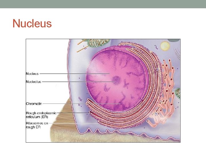 Nucleus 