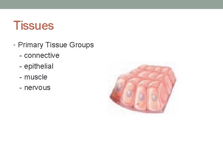 Tissues • Primary Tissue Groups - connective - epithelial - muscle - nervous 
