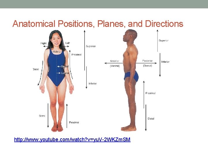 Anatomical Positions, Planes, and Directions http: //www. youtube. com/watch? v=yu. V-2 WKZm. SM 