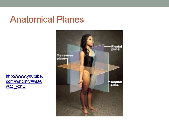 Anatomical Planes http: //www. youtube. com/watch? v=w. BA wx. Z_yxn. E 