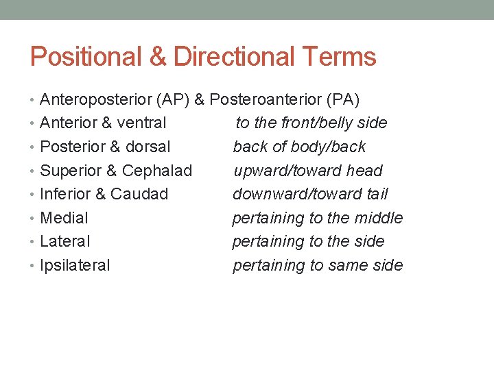 Positional & Directional Terms • Anteroposterior (AP) & Posteroanterior (PA) • Anterior & ventral
