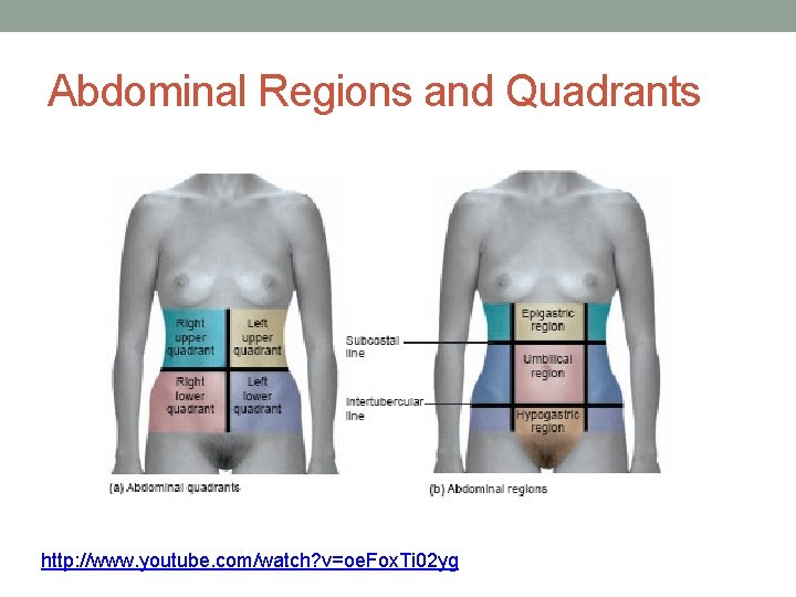 Abdominal Regions and Quadrants http: //www. youtube. com/watch? v=oe. Fox. Ti 02 yg 