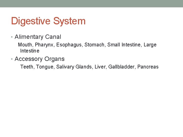 Digestive System • Alimentary Canal Mouth, Pharynx, Esophagus, Stomach, Small Intestine, Large Intestine •