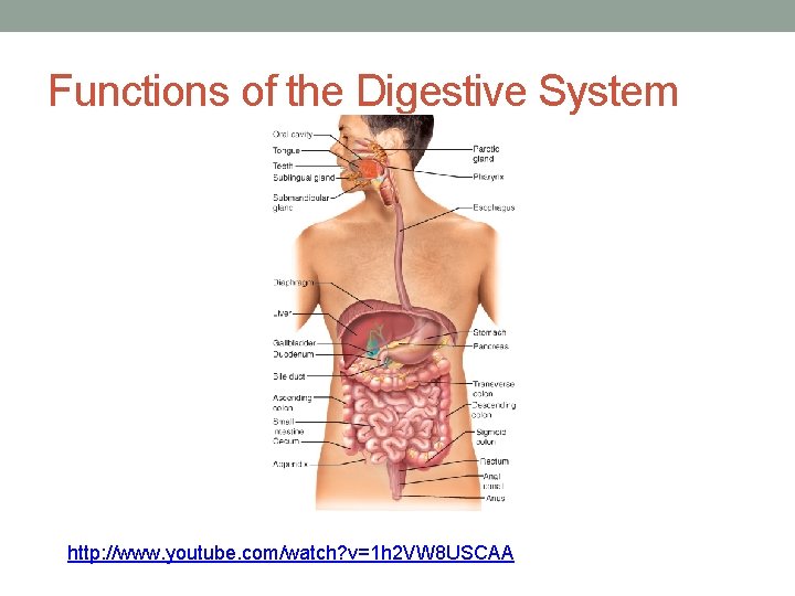 Functions of the Digestive System http: //www. youtube. com/watch? v=1 h 2 VW 8