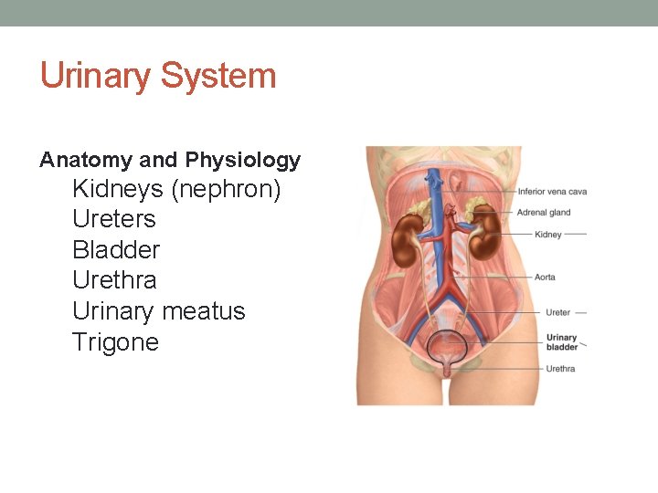 Urinary System Anatomy and Physiology Kidneys (nephron) Ureters Bladder Urethra Urinary meatus Trigone 