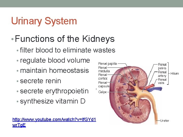 Urinary System • Functions of the Kidneys • filter blood to eliminate wastes •