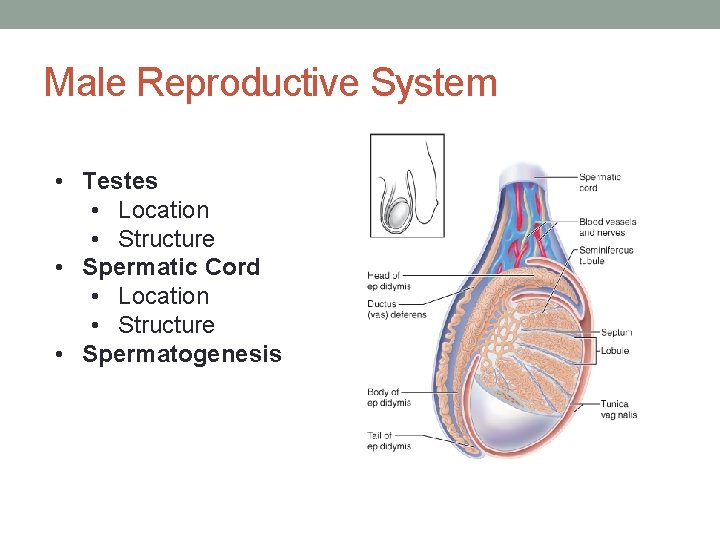 Male Reproductive System • Testes • Location • Structure • Spermatic Cord • Location