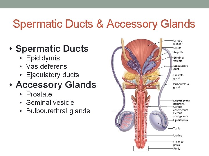 Spermatic Ducts & Accessory Glands • Spermatic Ducts • Epididymis • Vas deferens •