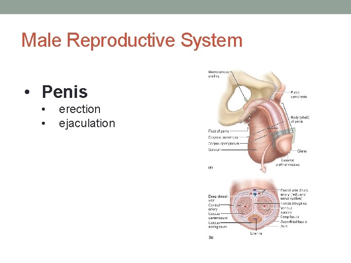 Male Reproductive System • Penis • • erection ejaculation 