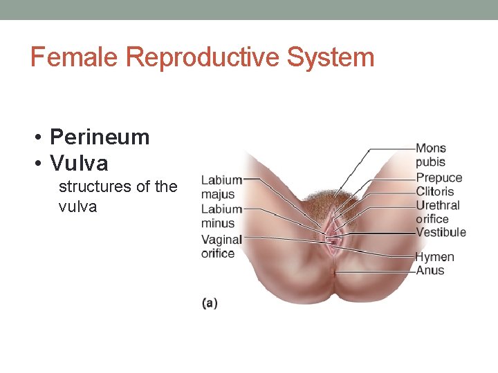 Female Reproductive System • Perineum • Vulva structures of the vulva 