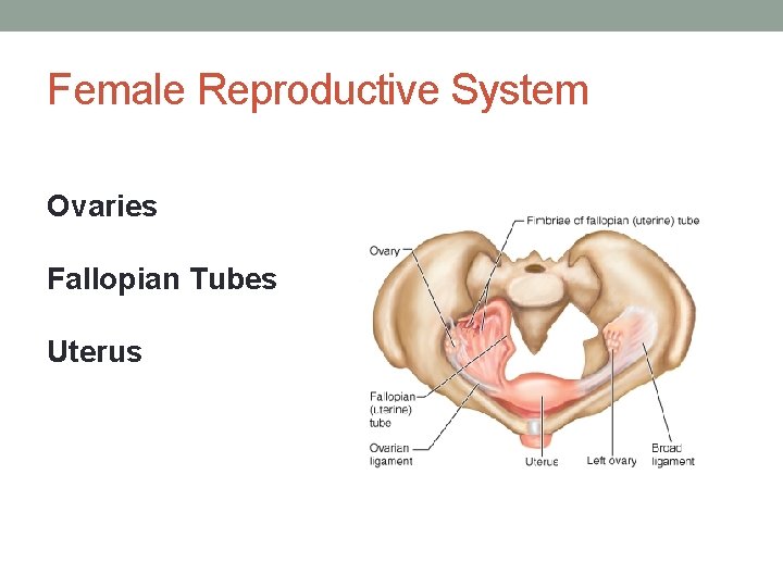 Female Reproductive System Ovaries Fallopian Tubes Uterus 