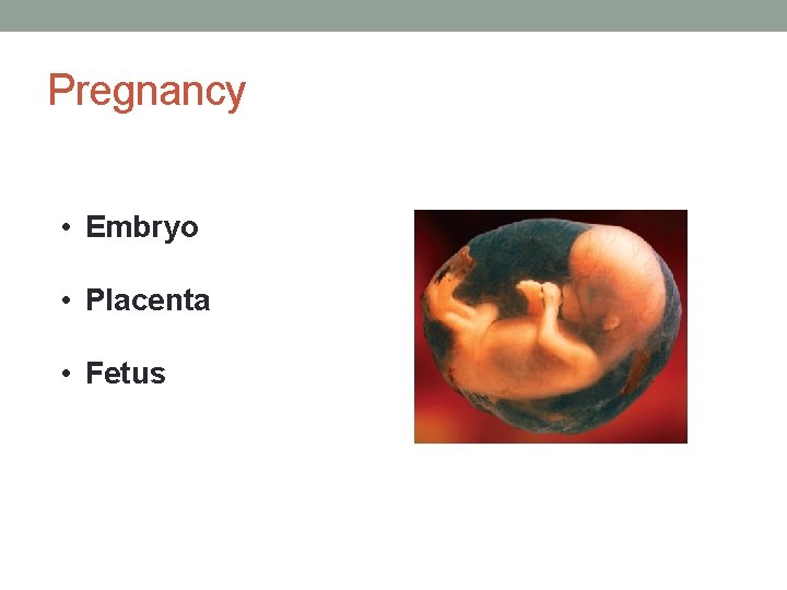 Pregnancy • Embryo • Placenta • Fetus 