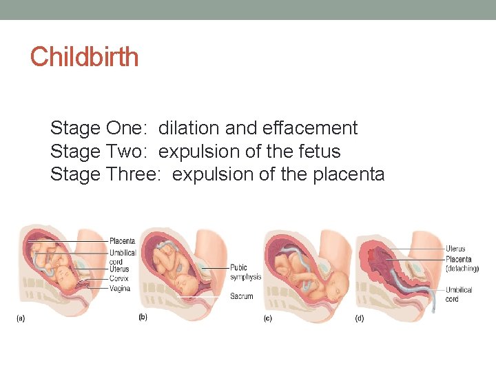 Childbirth Stage One: dilation and effacement Stage Two: expulsion of the fetus Stage Three: