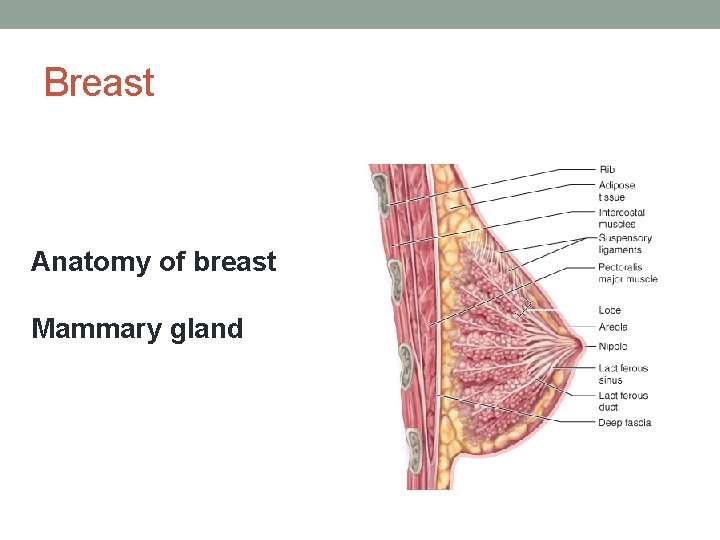 Breast Anatomy of breast Mammary gland 