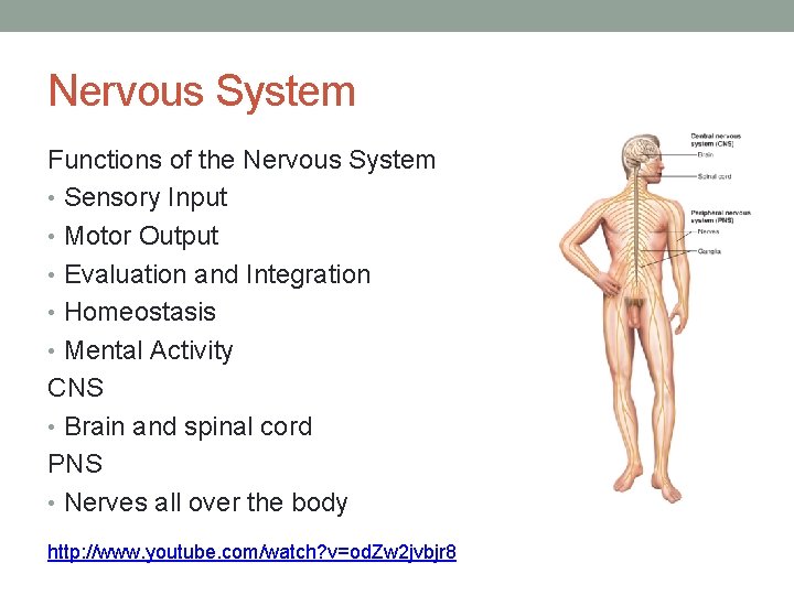 Nervous System Functions of the Nervous System • Sensory Input • Motor Output •