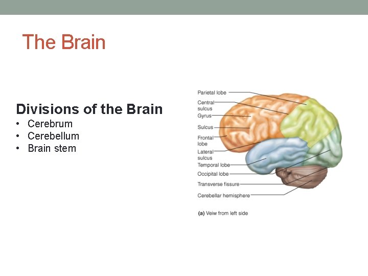 The Brain Divisions of the Brain • Cerebrum • Cerebellum • Brain stem 