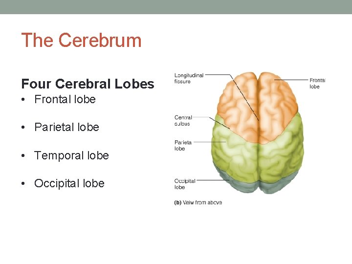 The Cerebrum Four Cerebral Lobes • Frontal lobe • Parietal lobe • Temporal lobe