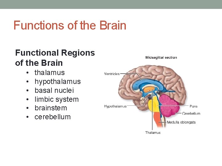 Functions of the Brain Functional Regions of the Brain • • • thalamus hypothalamus