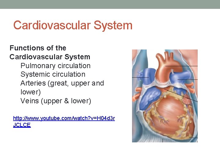 Cardiovascular System Functions of the Cardiovascular System Pulmonary circulation Systemic circulation Arteries (great, upper