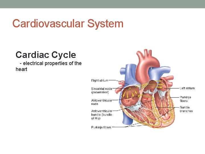 Cardiovascular System Cardiac Cycle - electrical properties of the heart 