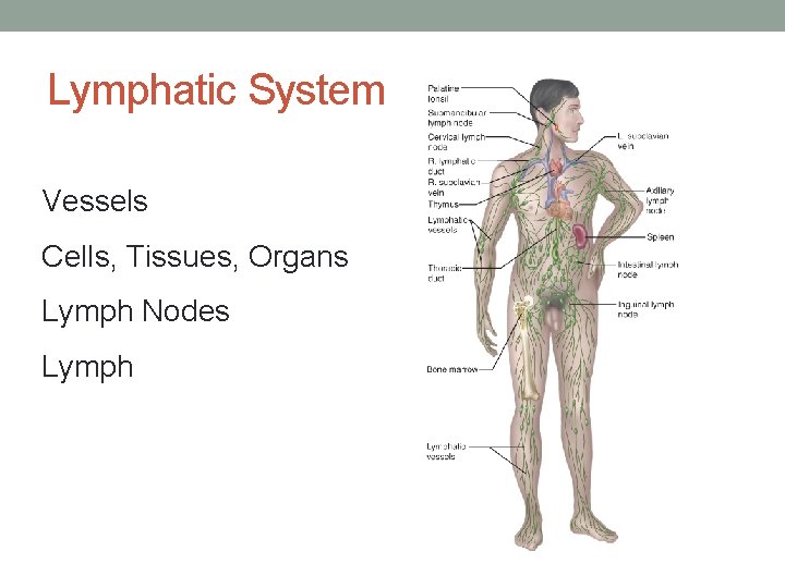 Lymphatic System Vessels Cells, Tissues, Organs Lymph Nodes Lymph 