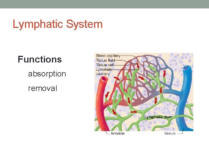 Lymphatic System Functions absorption removal 