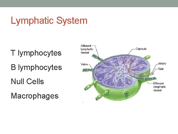 Lymphatic System T lymphocytes B lymphocytes Null Cells Macrophages 