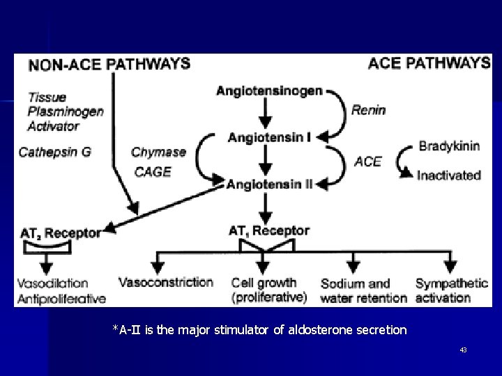 *A-II is the major stimulator of aldosterone secretion 43 