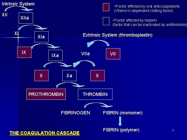 Intrinsic System XII =Factor affected by oral anticoagulatants (Vitamin K-dependent clotting factor) XIIa XI