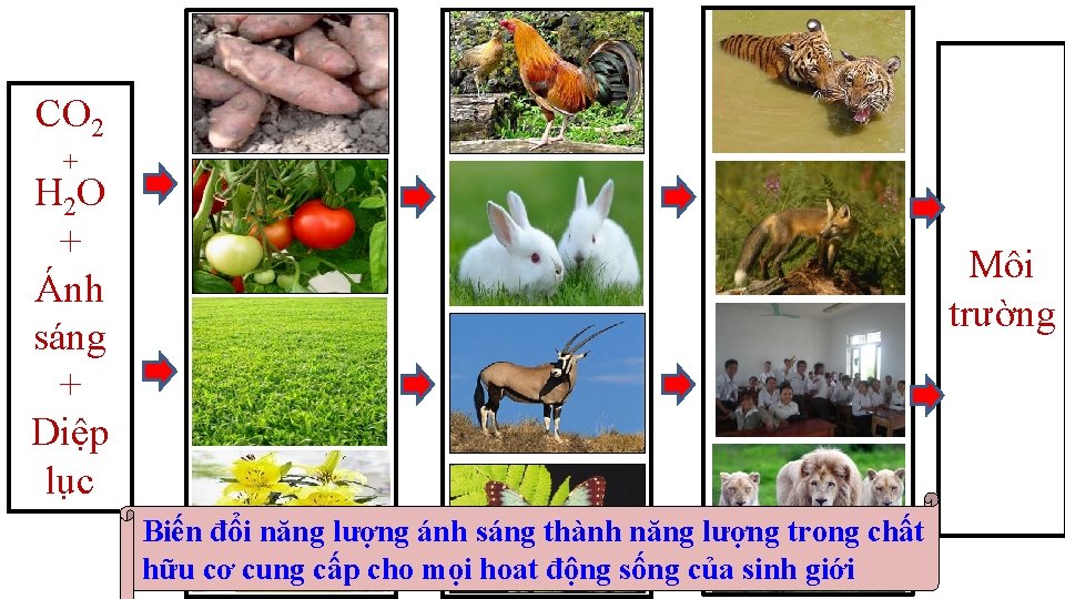 CO 2 + H 2 O + Ánh sáng + Diệp lục Môi trường