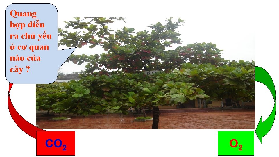 Quang hợp diễn ra chủ yếu ở cơ quan nào của cây ? CO