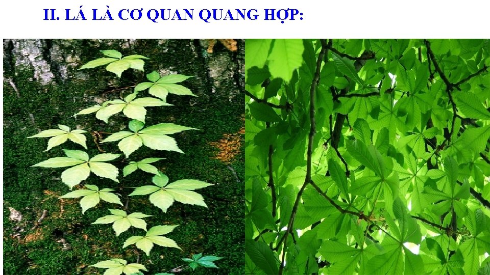 II. LÁ LÀ CƠ QUANG HỢP: 