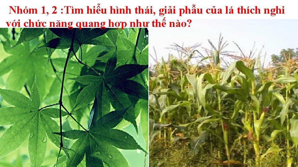 Nhóm 1, 2 : Tìm hiểu hình thái, giải phẫu của lá thích nghi