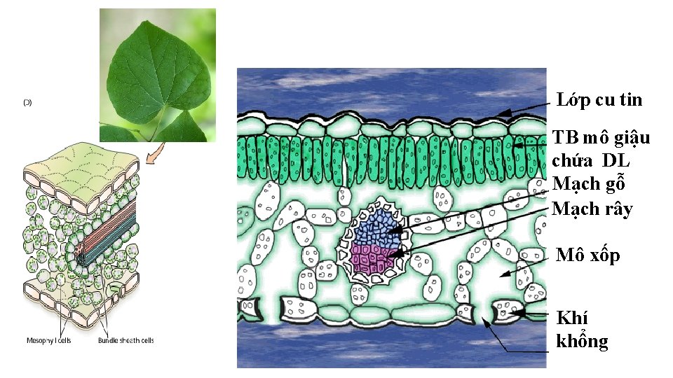 Lớp cu tin TB mô giậu chứa DL Mạch gỗ Mạch rây Mô xốp