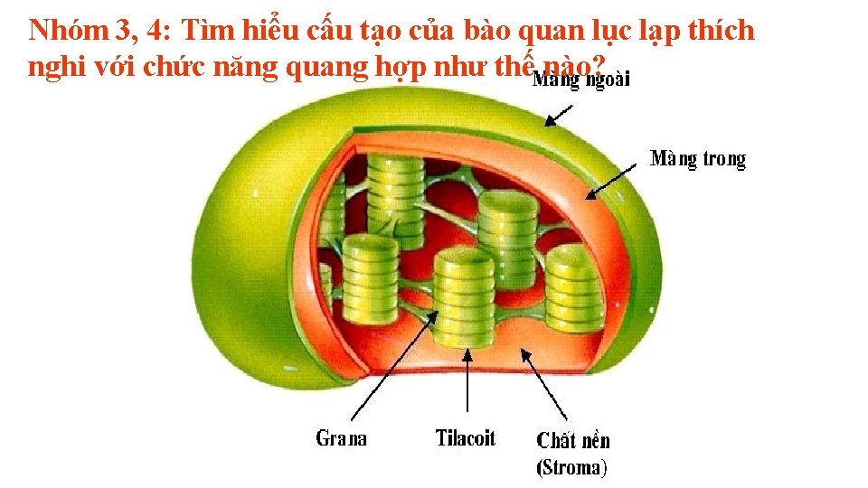 Nhóm 3, 4: Tìm hiểu cấu tạo của bào quan lục lạp thích nghi