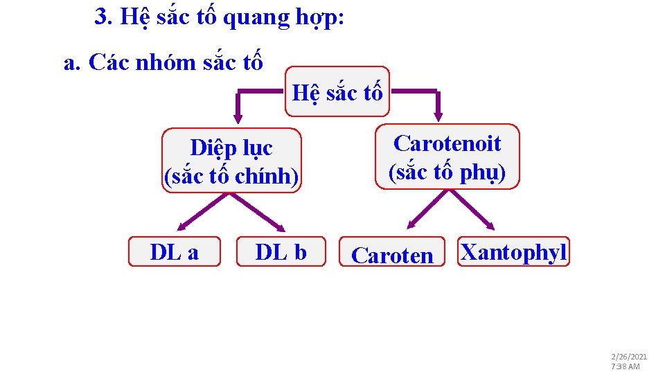 3. Hệ sắc tố quang hợp: a. Các nhóm sắc tố Hệ sắc tố