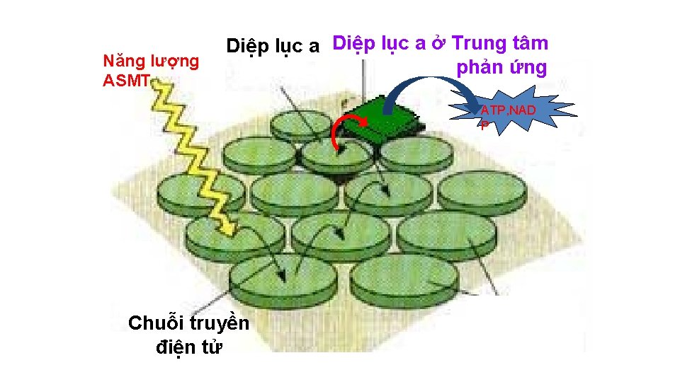 Năng lượng ASMT Diệp lục a ở Trung tâm phản ứng ATP, NAD P