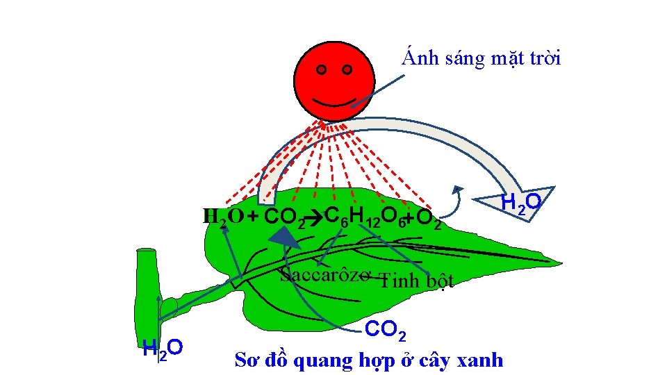 Ánh sáng mặt trời H 2 O + CO 2 C 6 H 12