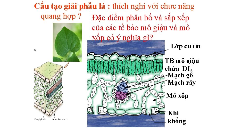 Cấu tạo giải phẫu lá : thích nghi với chưc năng quang hợp ?