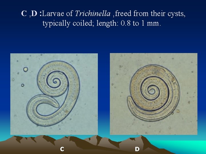 C , D : Larvae of Trichinella , freed from their cysts, typically coiled;