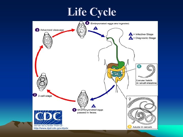 Life Cycle 
