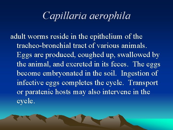 Capillaria aerophila adult worms reside in the epithelium of the tracheo-bronchial tract of various