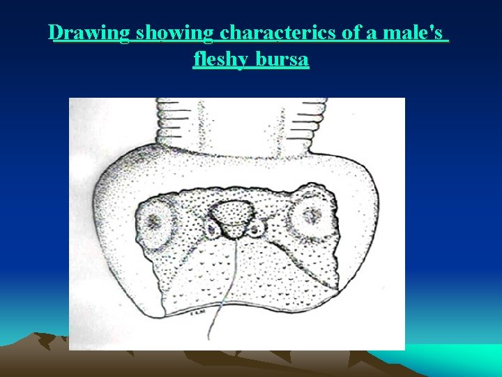 Drawing showing characterics of a male's fleshy bursa 