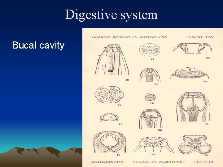 Digestive system Bucal cavity 