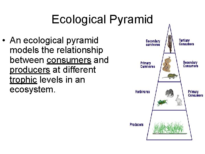 Ecological Pyramid • An ecological pyramid models the relationship between consumers and producers at