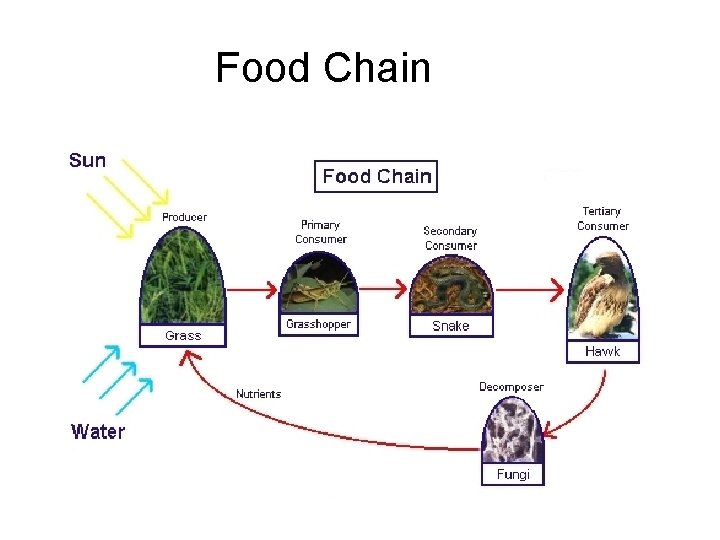 Food Chain 