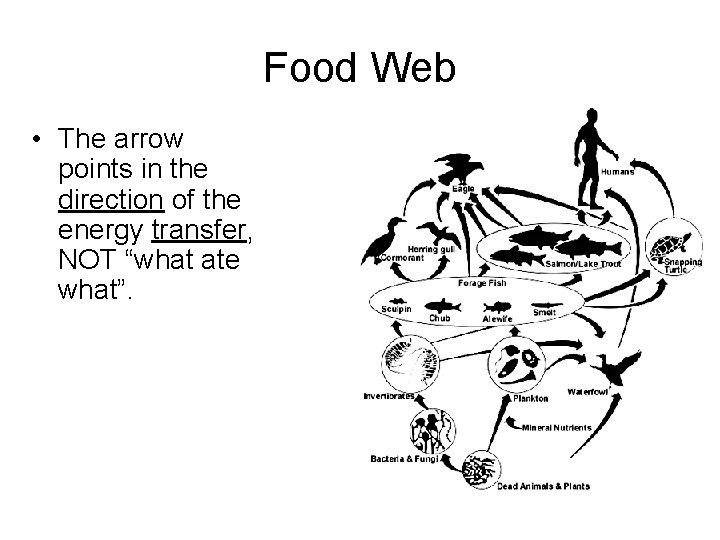 Food Web • The arrow points in the direction of the energy transfer, NOT