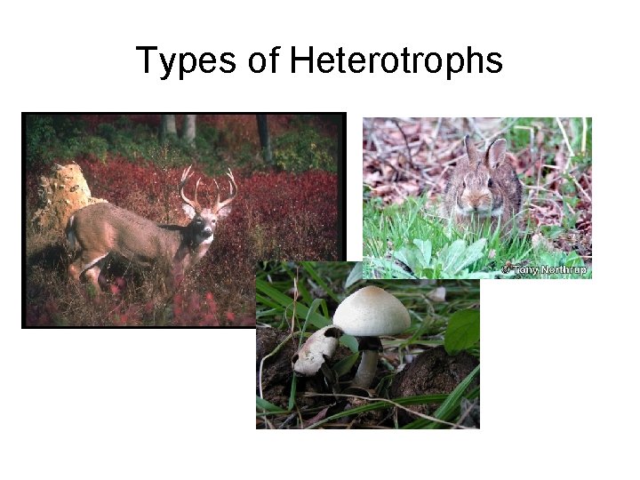 Types of Heterotrophs 