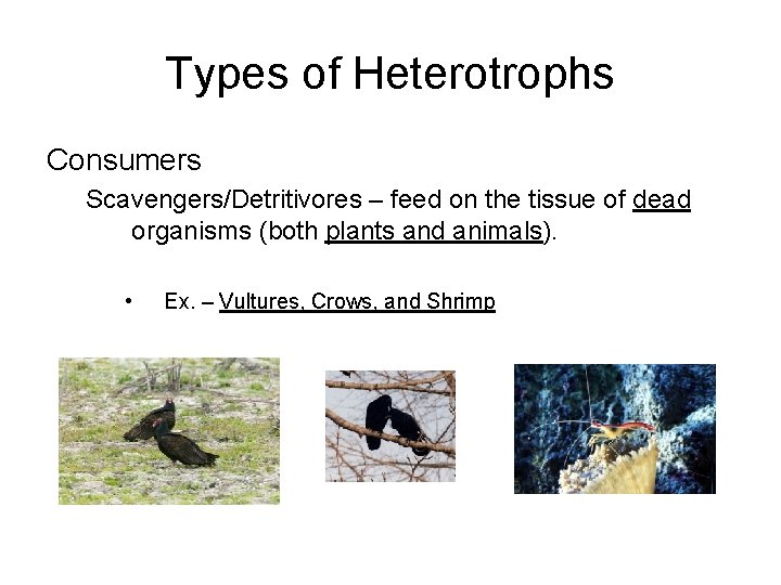 Types of Heterotrophs Consumers Scavengers/Detritivores – feed on the tissue of dead organisms (both