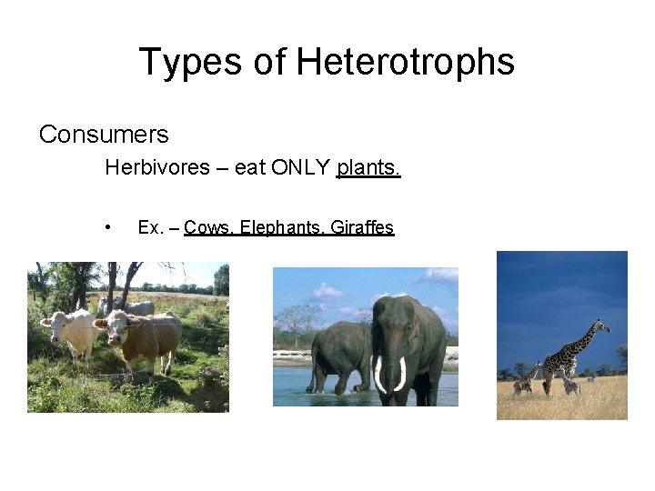 Types of Heterotrophs Consumers Herbivores – eat ONLY plants. • Ex. – Cows, Elephants,